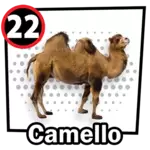 22